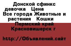 Донской сфинкс девочка › Цена ­ 15 000 - Все города Животные и растения » Кошки   . Пермский край,Красновишерск г.